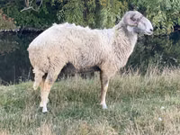 Qoʻchqor, Karakul sheep — 2-rasm