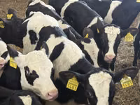 Rinder (Partie, Geschlecht nicht angegeben), Simmental cattle — Foto 7