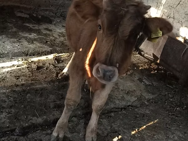 Sigir, Swiss cattle