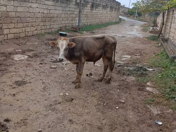 Bull, Cattle
