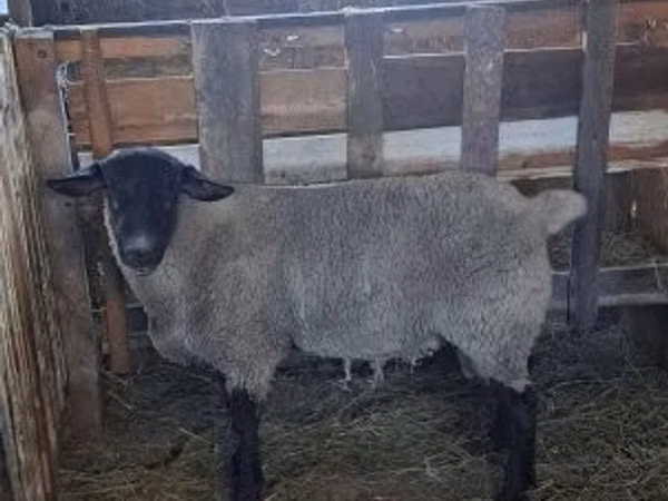 Qoç, White Suffolk sheep