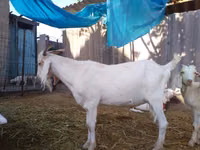 تيس, Saanen goat — الصورة 7