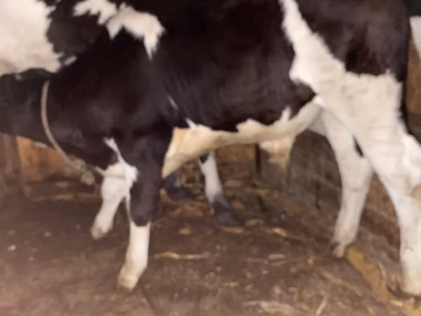 Bou, Russian Black pied cattle
