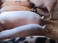 Pigs (batch, sex not specified) — photo 5