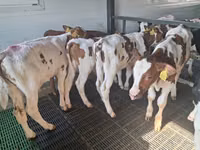 Bulle, Simmental cattle — Foto 1