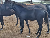 Otlar (partiya, jinsi ko‘rsatilmagan), Karachay horse — 1-rasm
