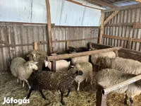 Bélier, Merino sheep — photo 6