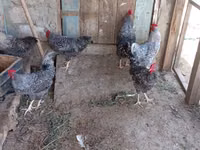 Poule slovène barrée — photo 4