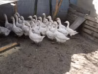 Geese — foto 3