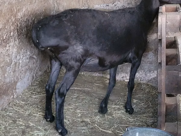 Țap, Capre