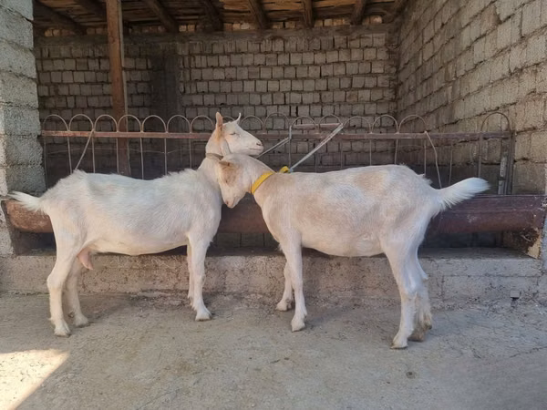 Capră, Saanen goat