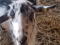 Cabra, LaMancha goats — foto 2