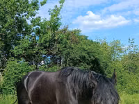Hengst, Pferde — Foto 4