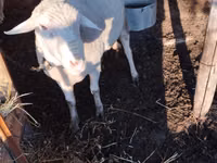 Qoç, Lacaune sheep — foto 1