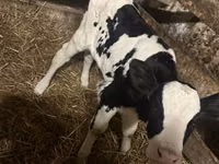 Bulle, Simmental cattle — Foto 2