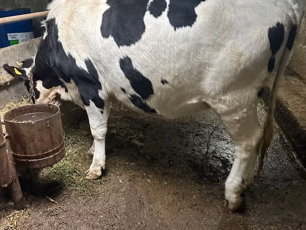 Vacă, Russian Black pied cattle