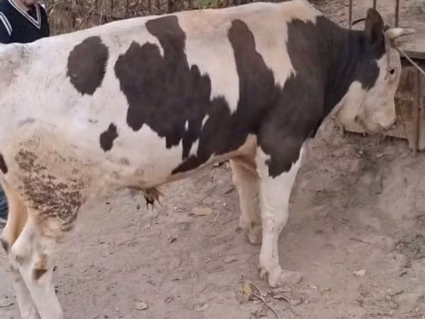 公牛, Red-spotted breed