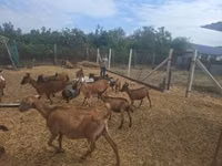 Țap, Alpine goat — foto 2
