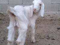 Taka, Nubian Goat — 3-rasm