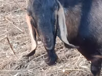 Taka, Nubian Goat — 3-rasm