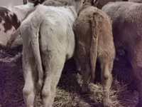 Bovine (lot, sex nespecificat), Hereford — foto 4