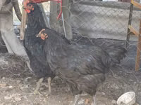 Gigante de Jersey — foto 1