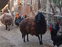 Qoʻy, Karabakh sheep — 2-rasm