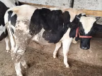 Toro, Russian Black pied cattle — foto 2