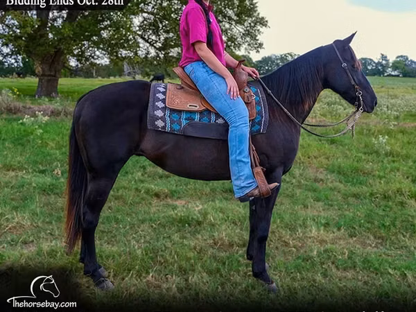 公马, Quarter Horse