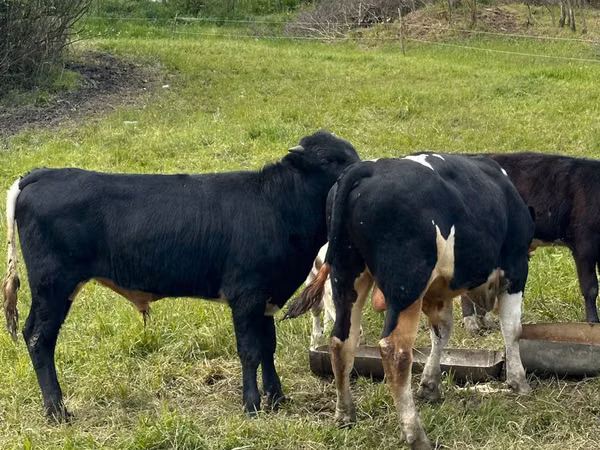 Vacă, Bovine