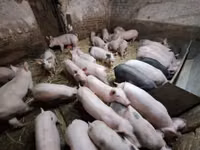 Eber, Schweine — Foto 3