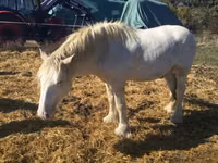 At, Gypsy horse — foto 4