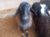Carneiro, Jaidara sheep — foto 4