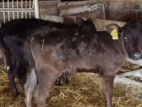 Cow, Limousin cow — photo 2