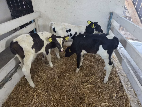 Bulle, Russian Black pied cattle