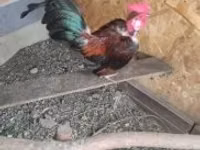 Chickens — photo 4