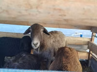 Oveja, Arabi sheep — foto 1