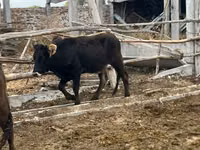 Vaca, Aberdeen-Angus — foto 8