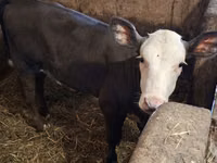 Cow, Charolais cattle — photo 5
