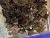 Məhsul: Seçmə tarantula balaları (sling) Növlər: - Brachypelma vagans — photo 4