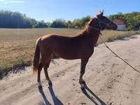 Cavalo, Cavalos — foto 2