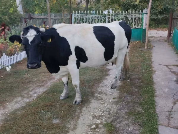 Kuh, Russian Black pied cattle — Republik Moldau