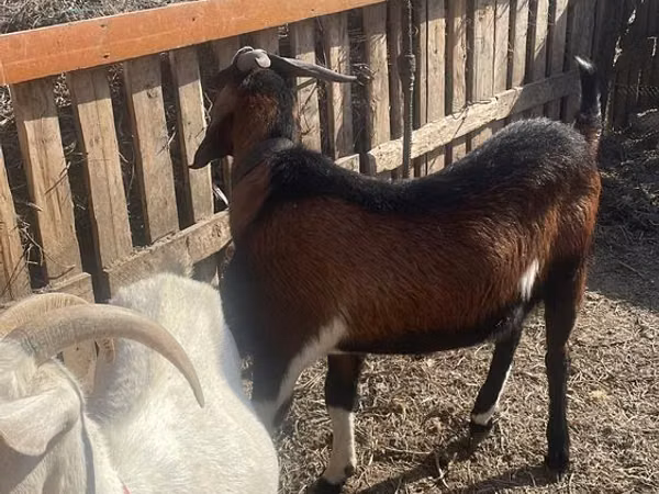 Țap, Nubian Goat