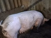 Scroafă, Porci — foto 1