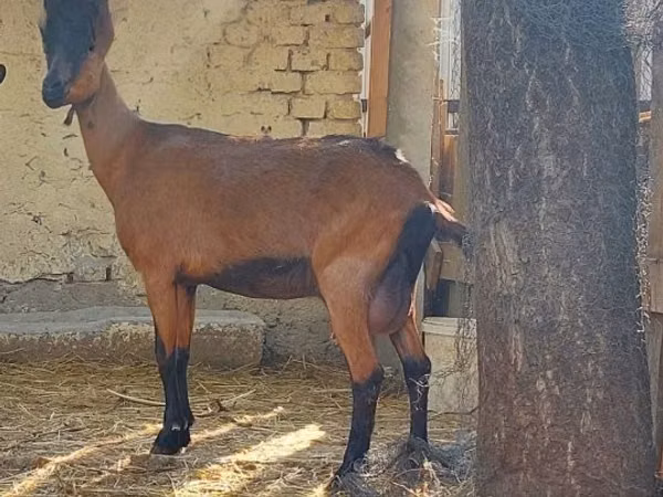 Capră, Alpine goat