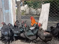 Australorp — foto 4