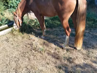 Yegua, Caballos — foto 1