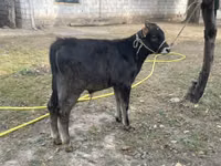 Toro, Swiss cattle — foto 2