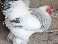 सिल्की — फ़ोटो 6