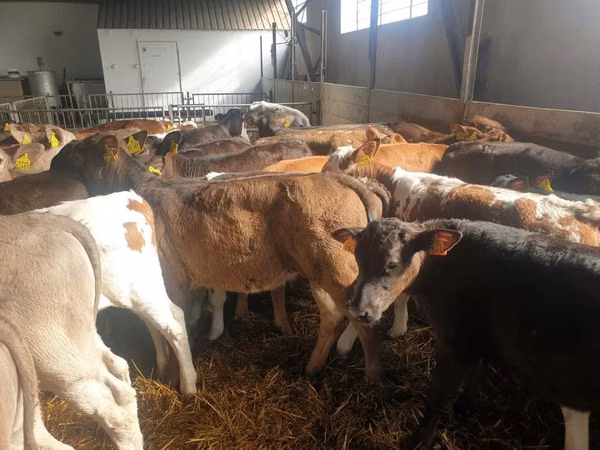 Buqa, Simmental cattle